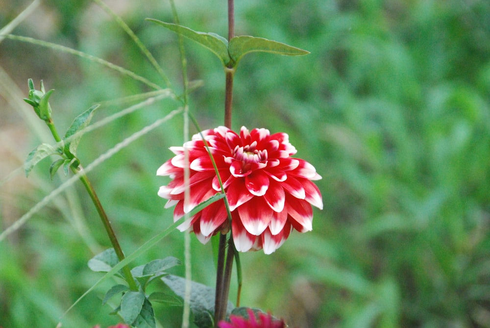 a red and white flower in a garden