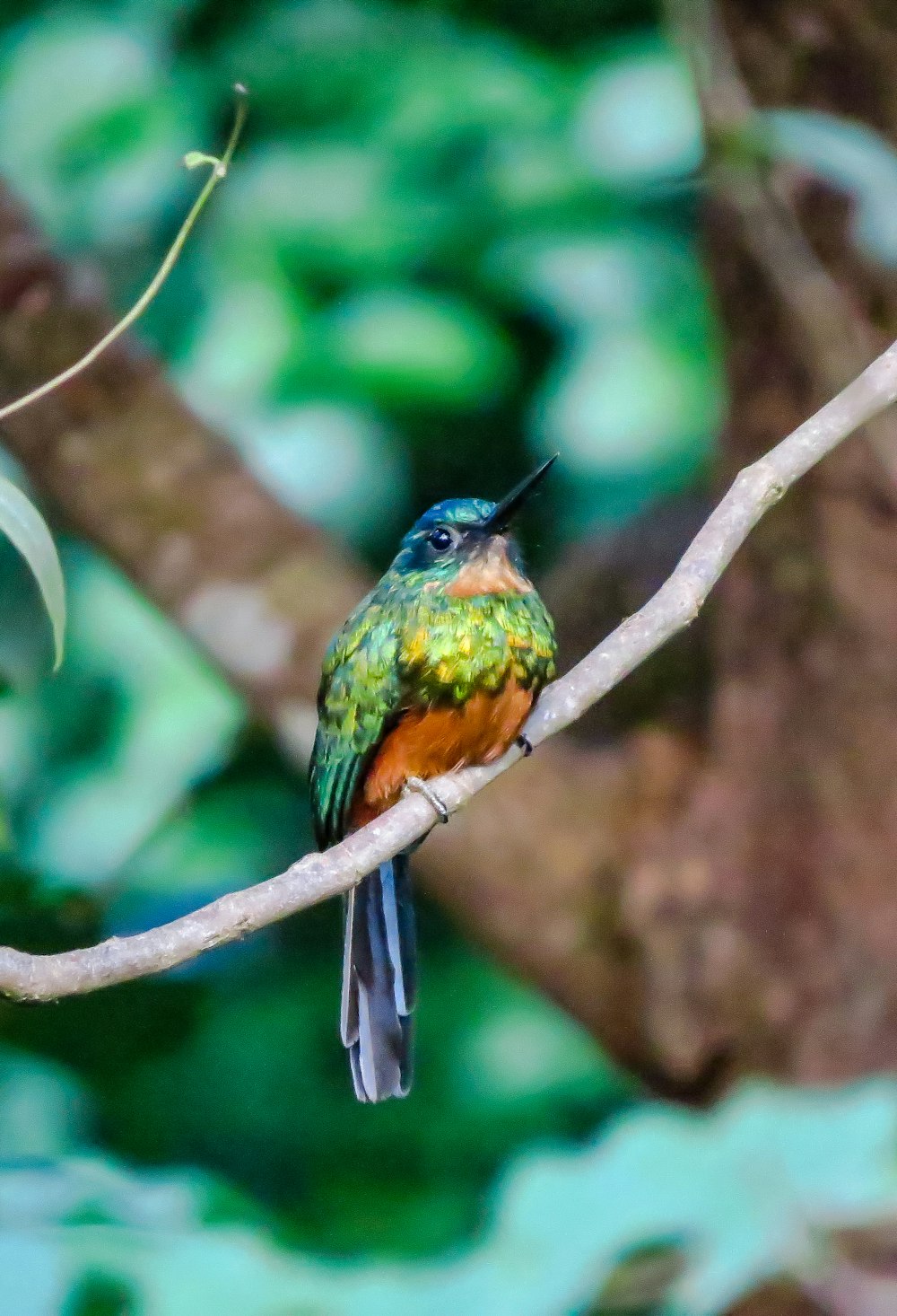 a colorful bird sitting on a branch of a tree