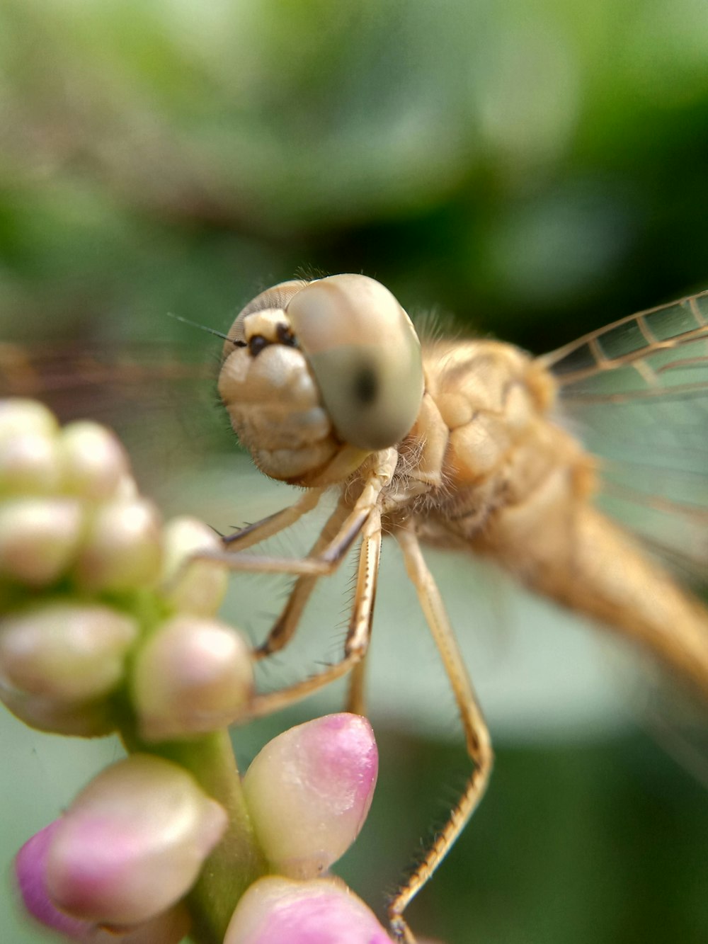 a close up of a dragonfly on a flower