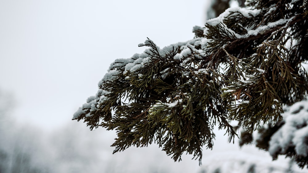 a branch of a pine covered in snow