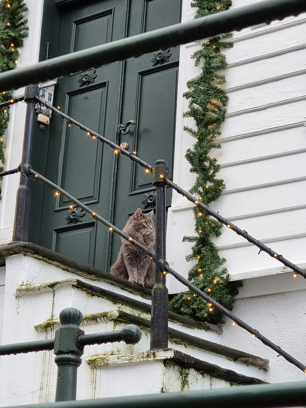 a cat is sitting on a railing outside of a building