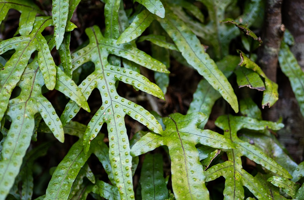 un gros plan d’une plante feuillue avec des gouttes d’eau dessus