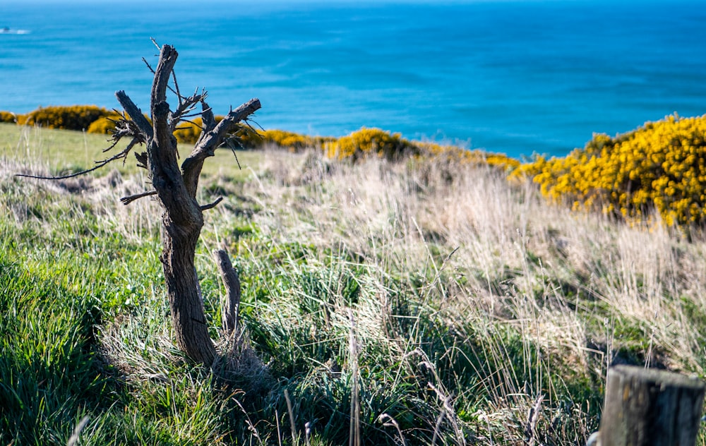 a dead tree on a grassy hill by the ocean