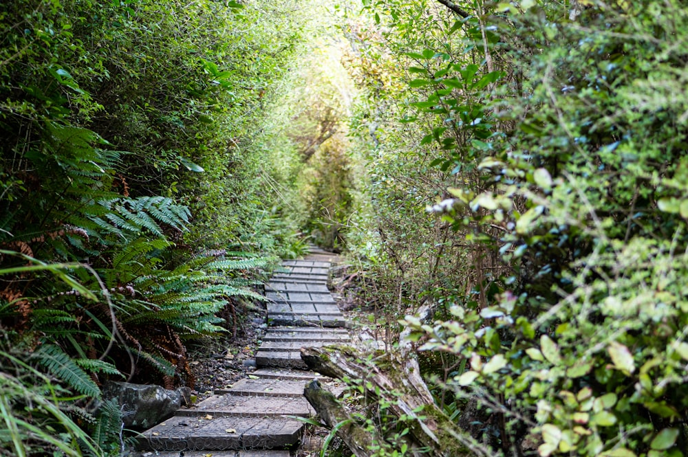 a stone path in the middle of a forest