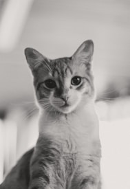 A black and white portrait of a cat with distinct facial markings. The cat's eyes are wide open, and its ears are perked up, giving an alert and curious expression. The background is blurred, directing focus on the cat's face.
