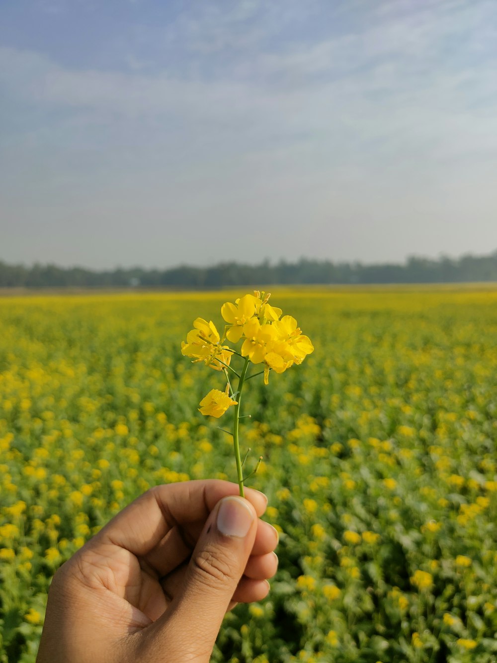 a hand holding a small yellow flower in a field