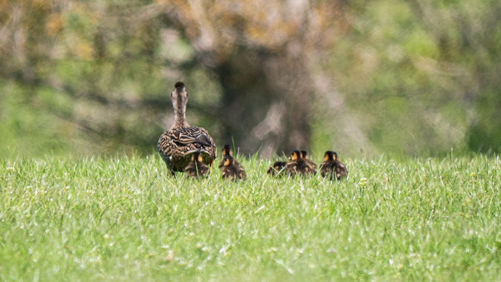 a family of birds walking through a grassy field