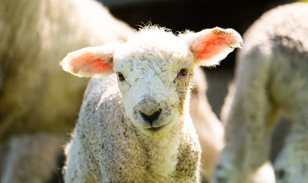 a group of sheep standing next to each other