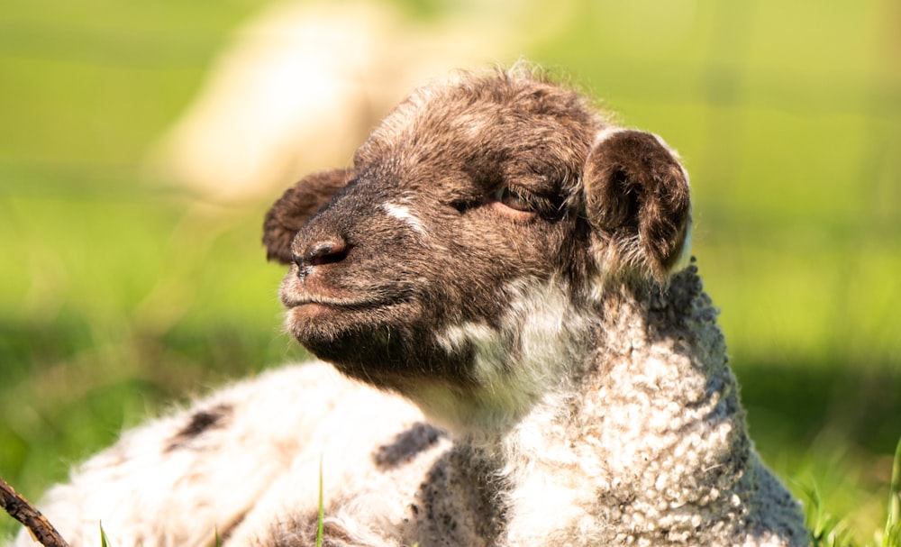 a sheep laying in the grass with its eyes closed