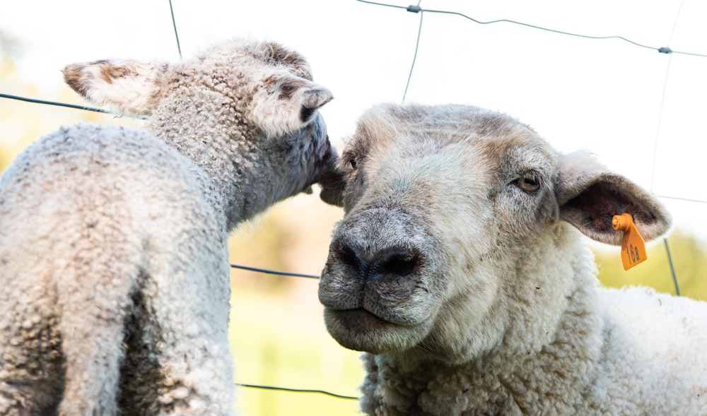 a couple of sheep standing next to each other