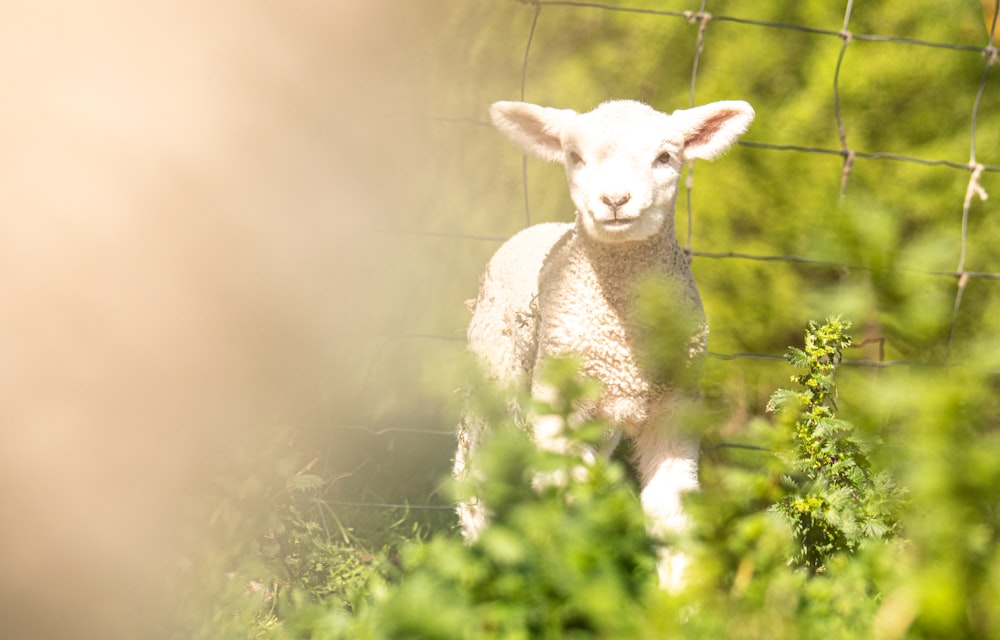 a lamb standing in the grass behind a fence
