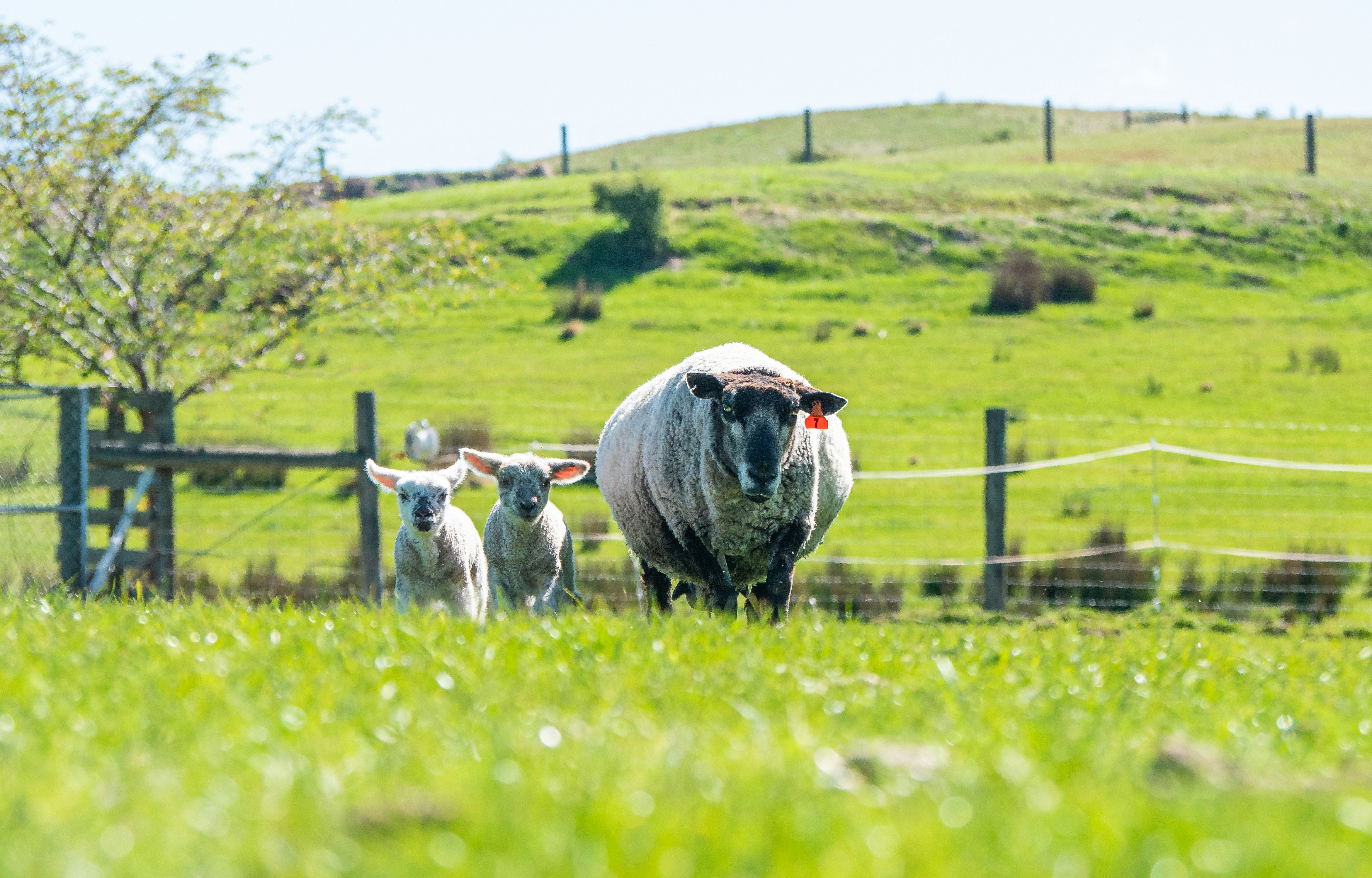 a sheep and two lambs in a grassy field
