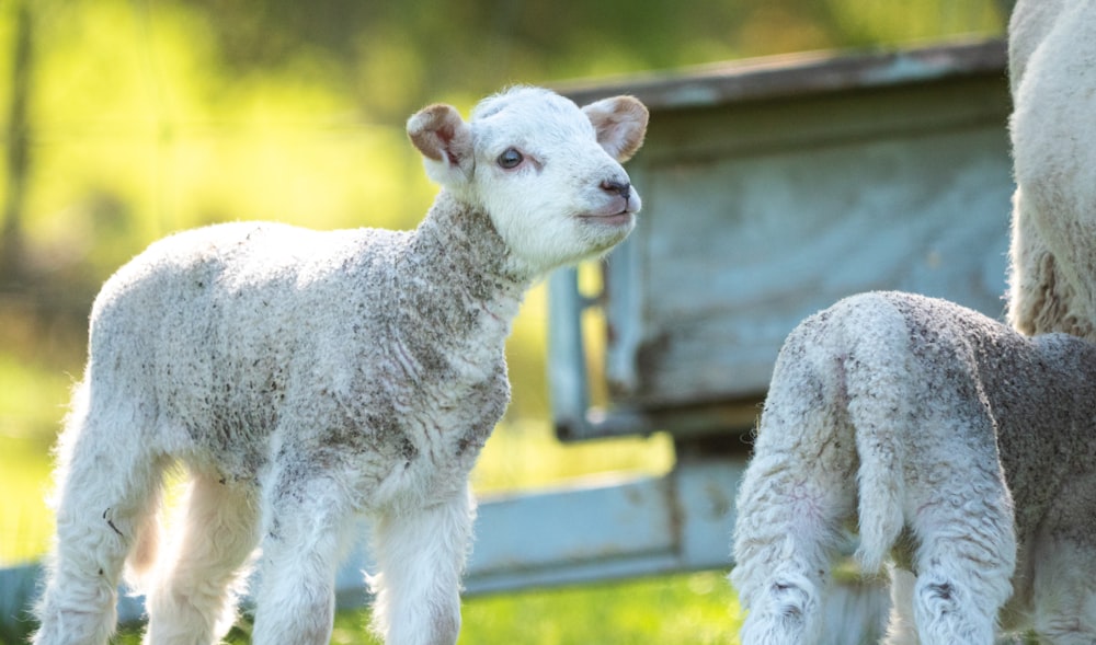 a couple of sheep standing on top of a lush green field