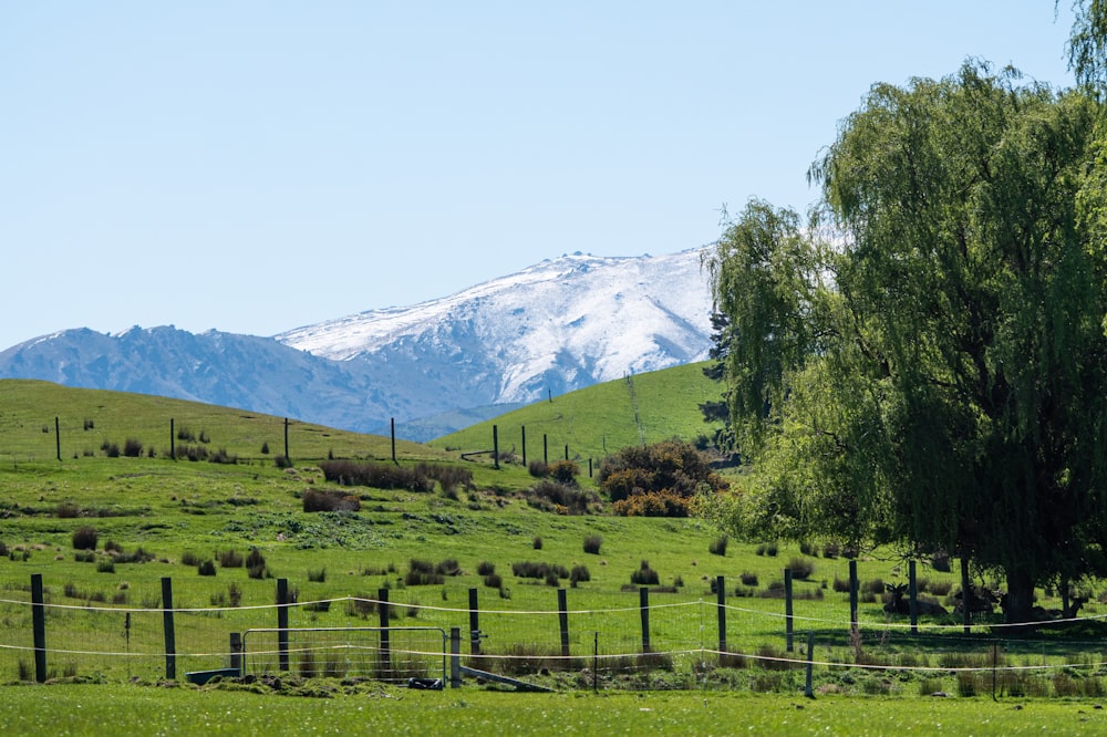 a lush green field with a mountain in the background