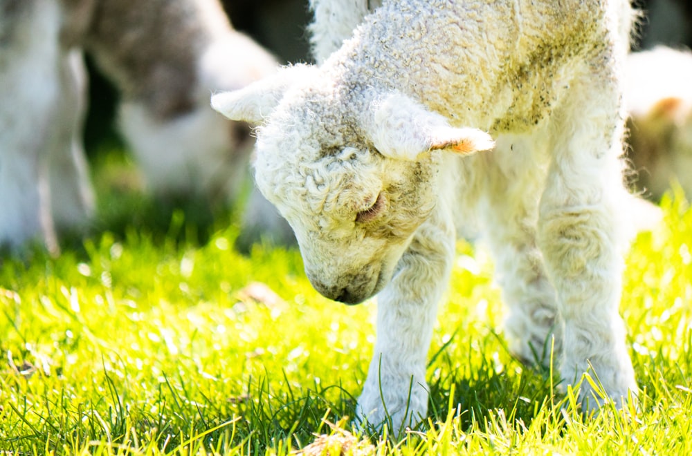 a baby sheep is standing in the grass