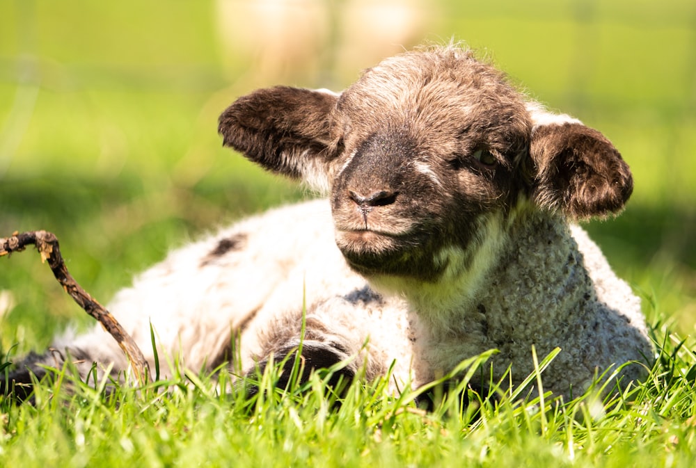 a brown and white baby sheep laying in the grass