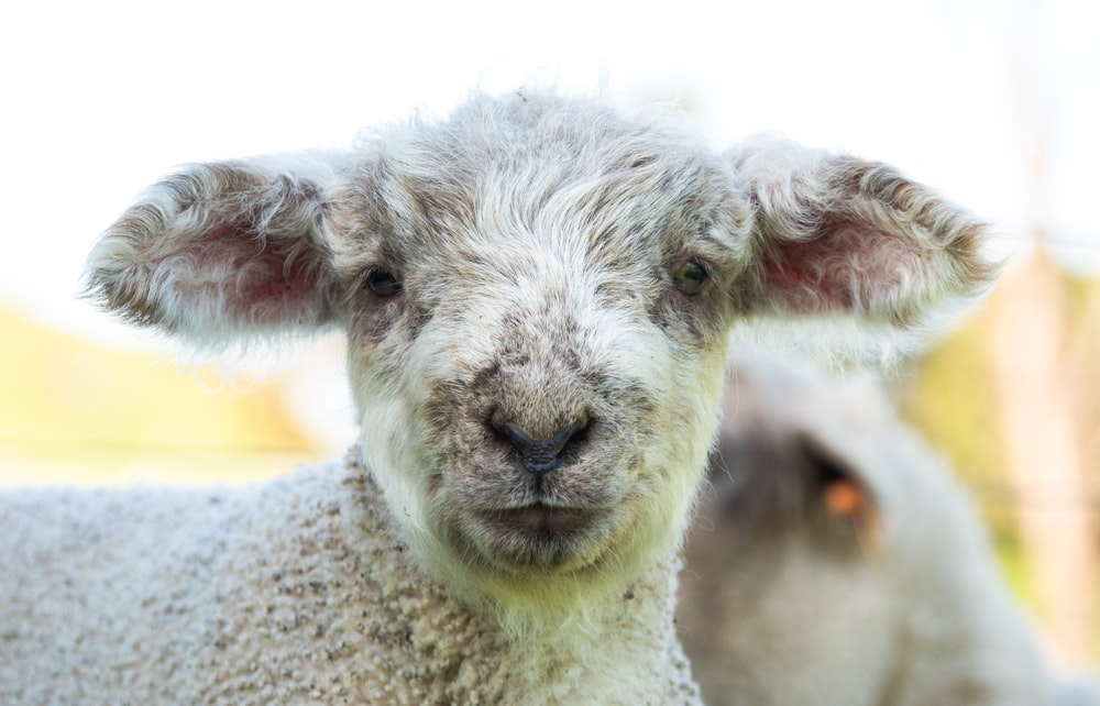 a close up of a sheep looking at the camera