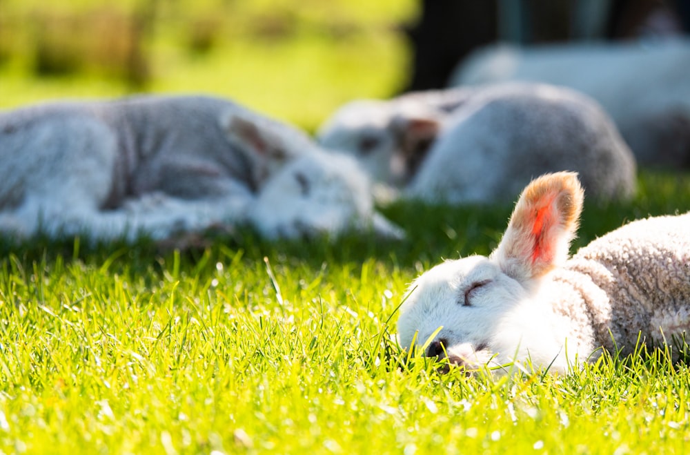 a group of sheep laying on top of a lush green field