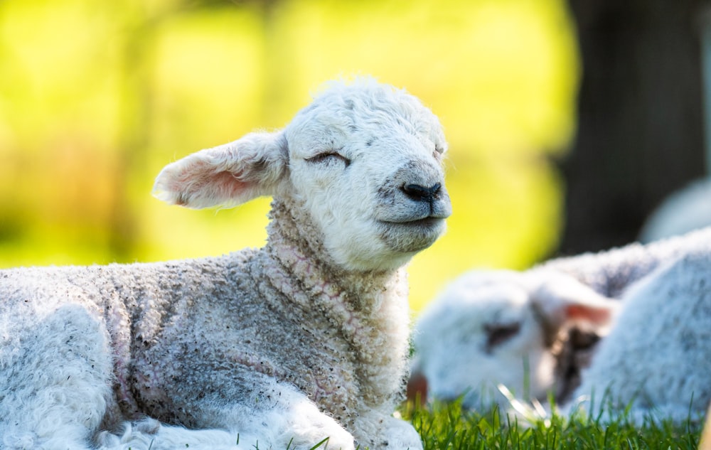 a group of sheep laying in the grass