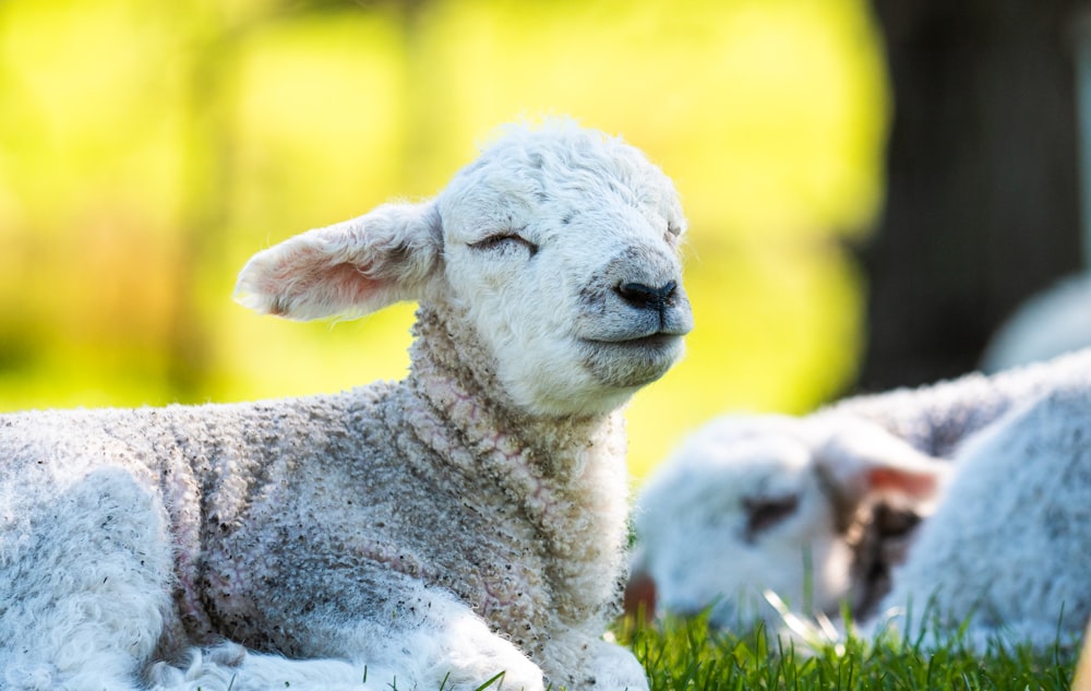 eine Gruppe Schafe, die im Gras liegen