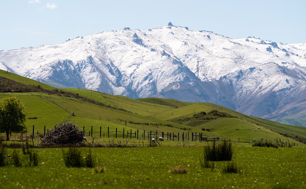 a green field with a mountain in the background