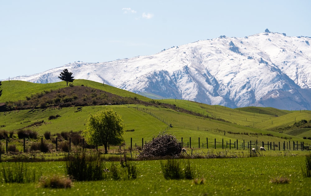 a green field with a mountain in the background