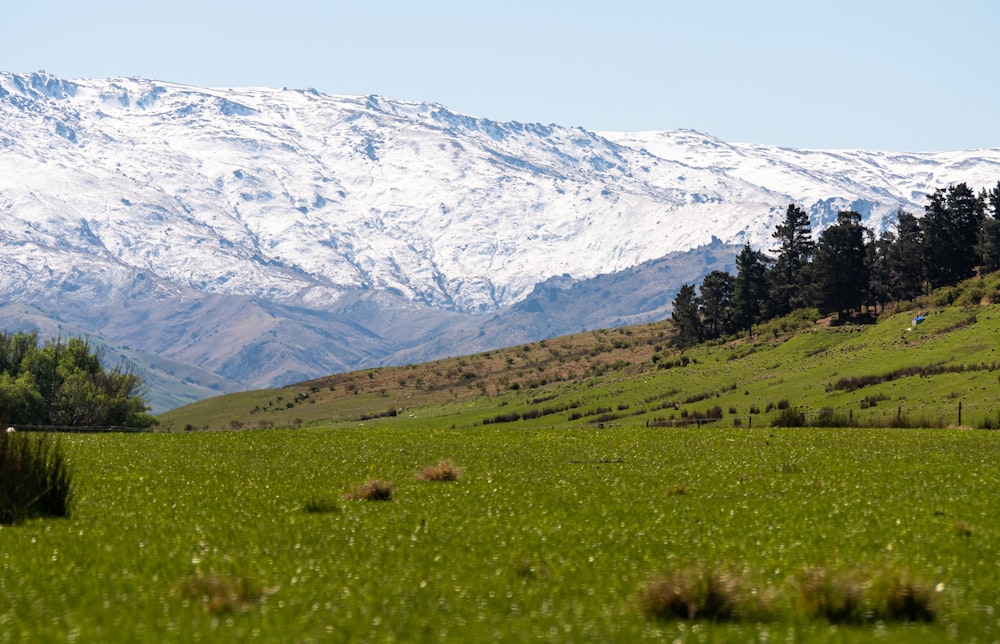 a green field with snow covered mountains in the background