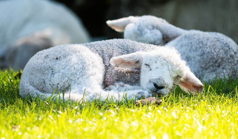 a couple of sheep laying on top of a lush green field