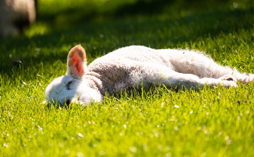 a white rabbit is laying in the grass