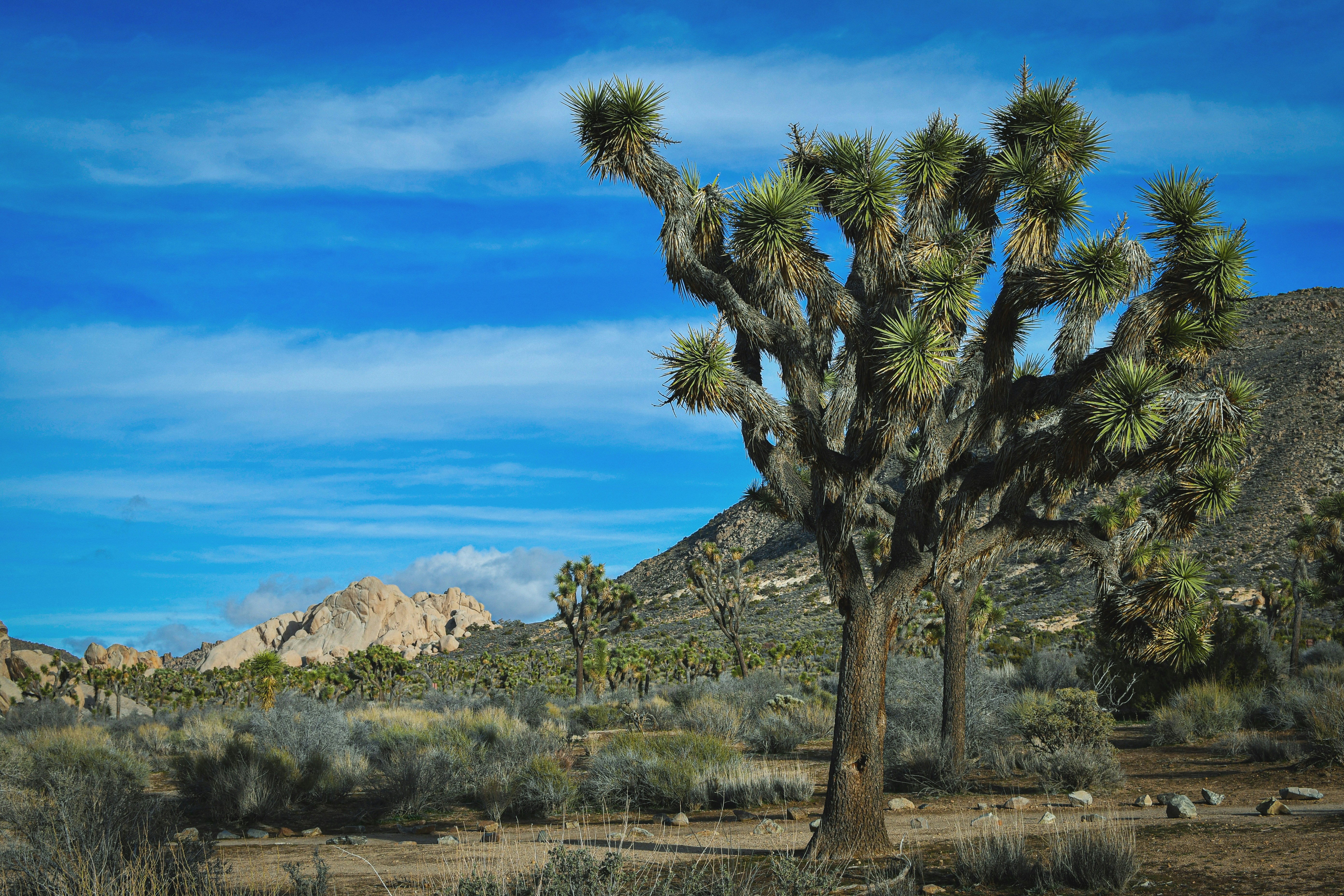 a large cactus tree in the middle of a desert