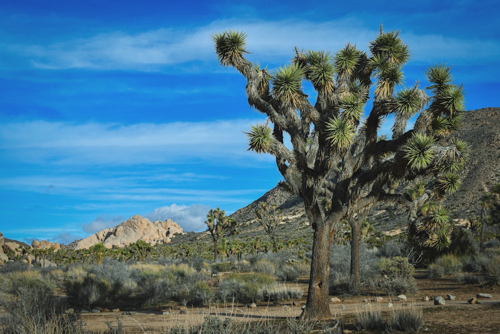 a large cactus tree in the middle of a desert