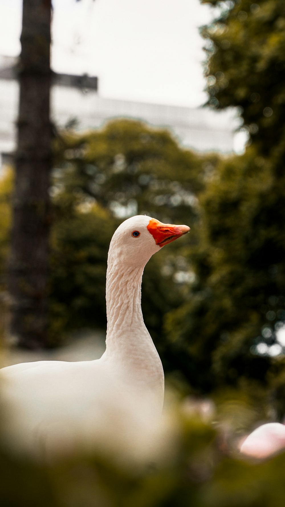 um pato branco com um bico vermelho em pé em um parque