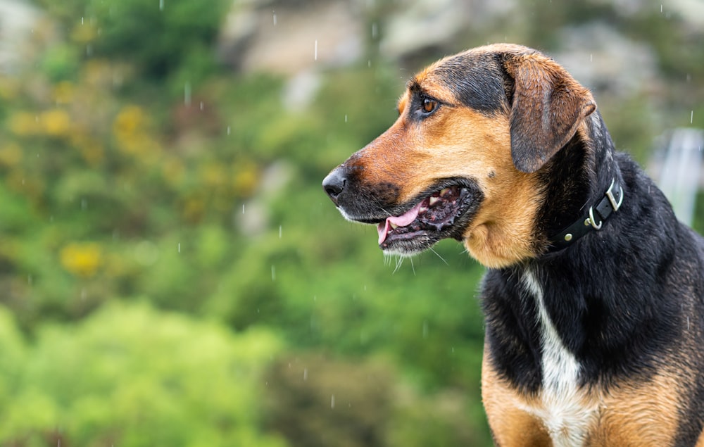 a dog standing in the rain with its mouth open