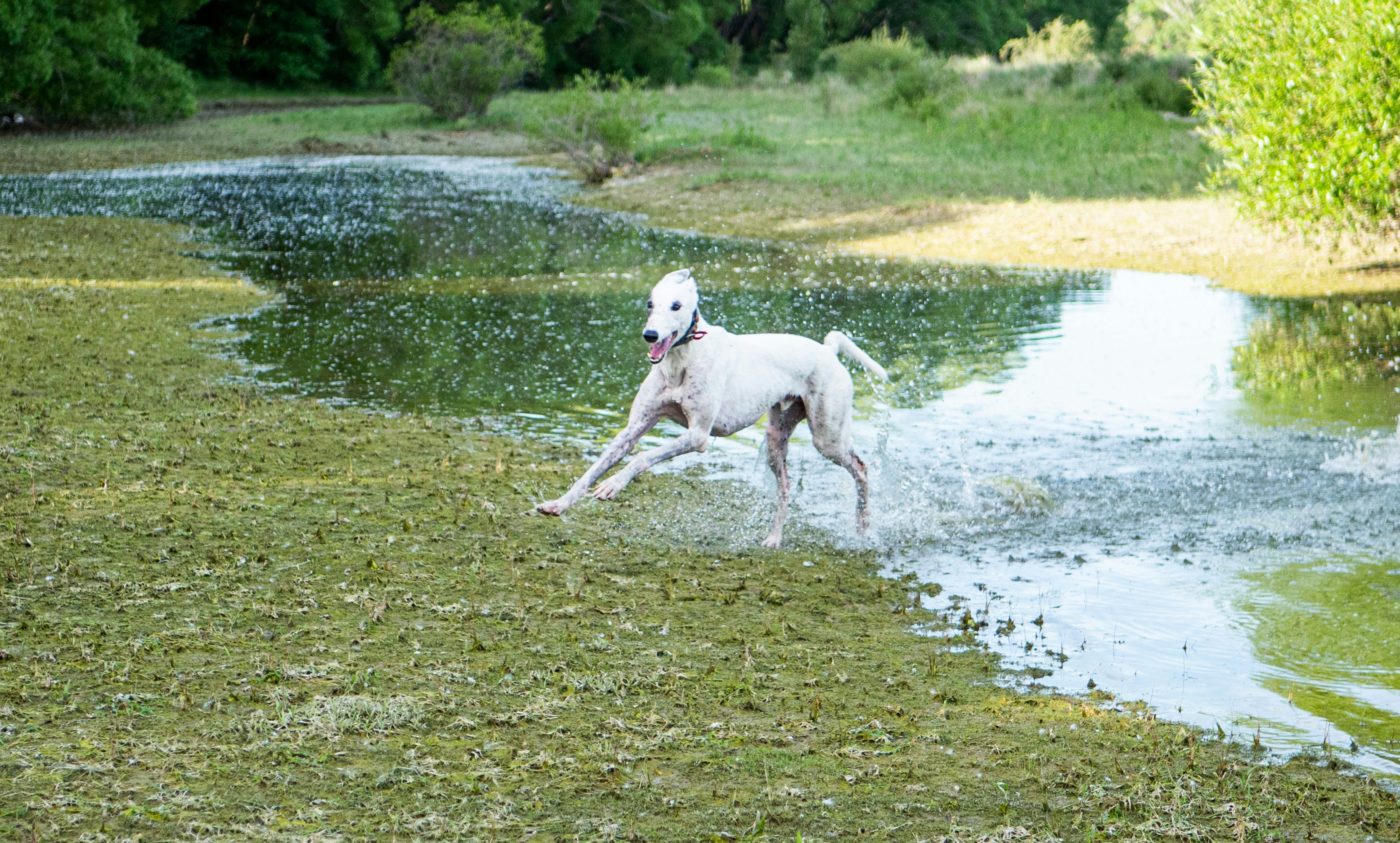 a white dog running through a stream of water