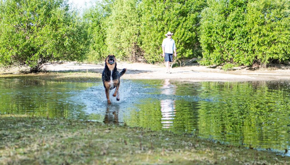 a dog is running in the water near a man