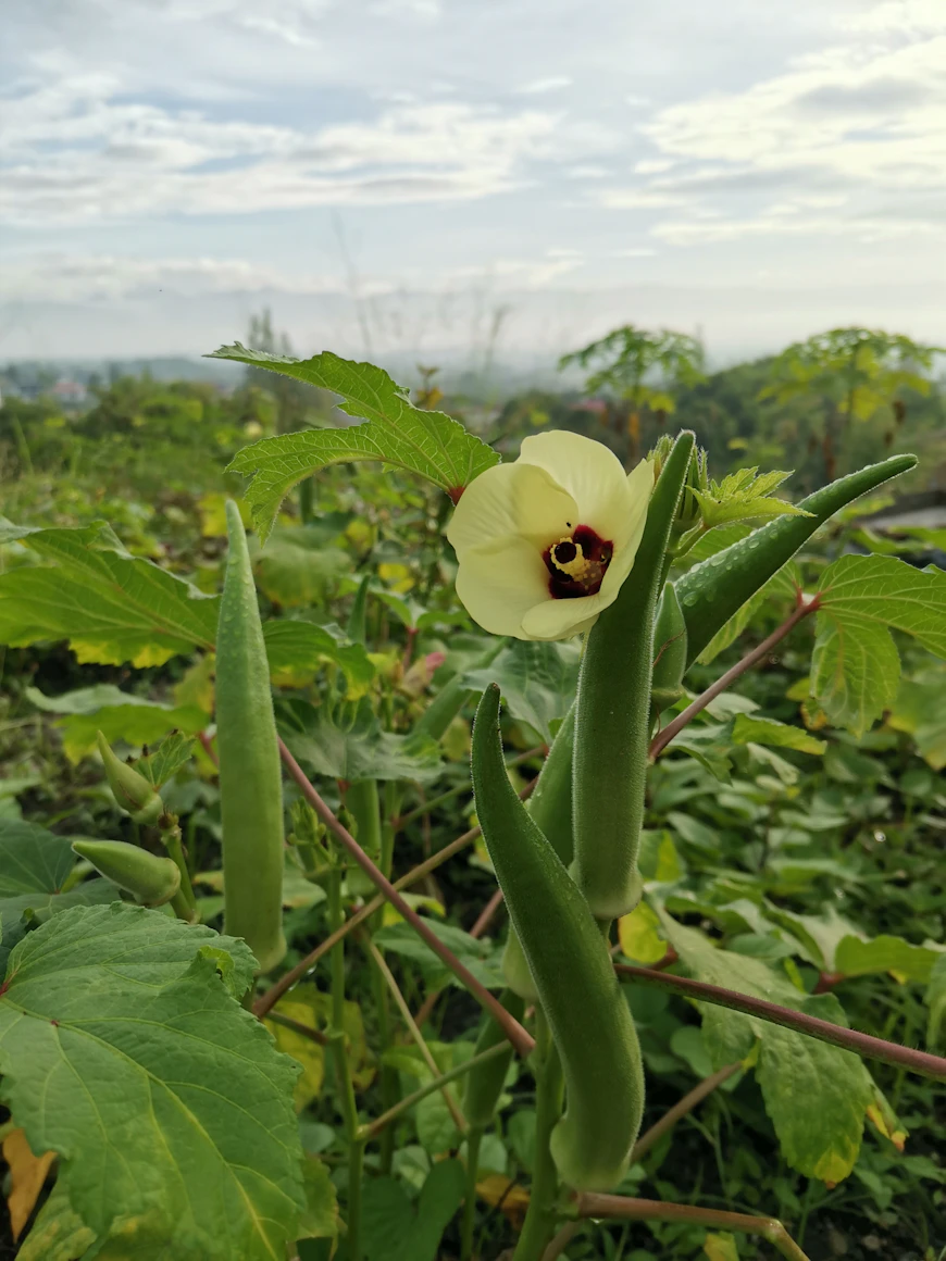 Lush green okra plant with a
    vibrant yellow flower in a home garden