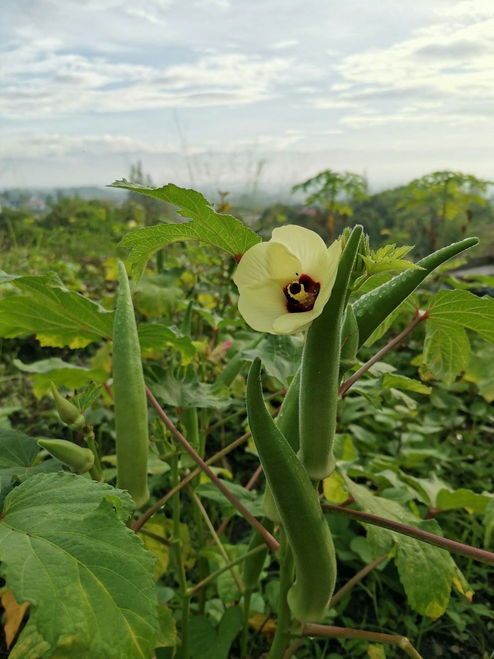 una flor que está creciendo en un campo