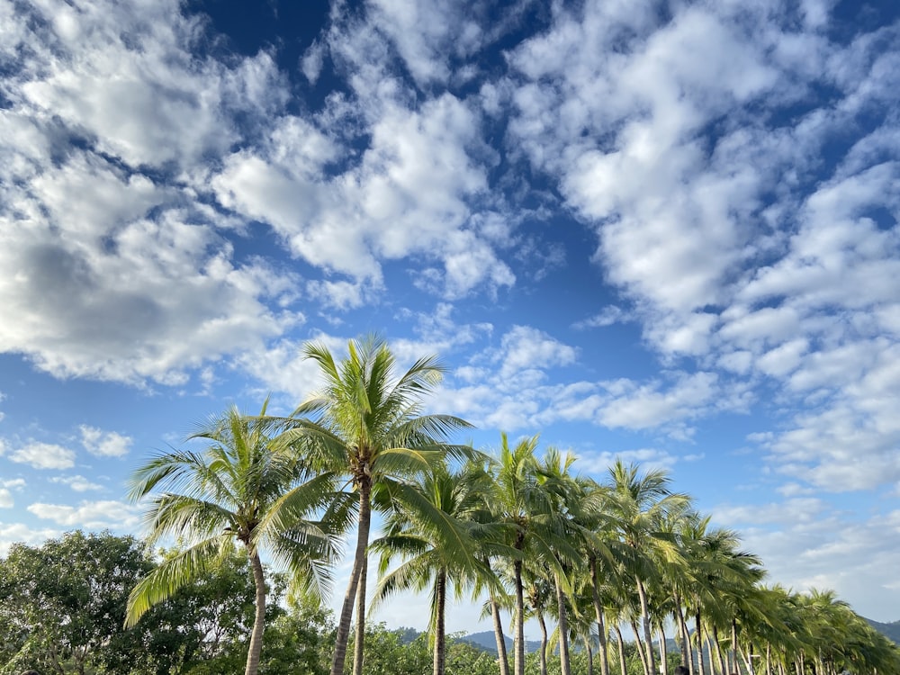 a row of palm trees under a cloudy blue sky