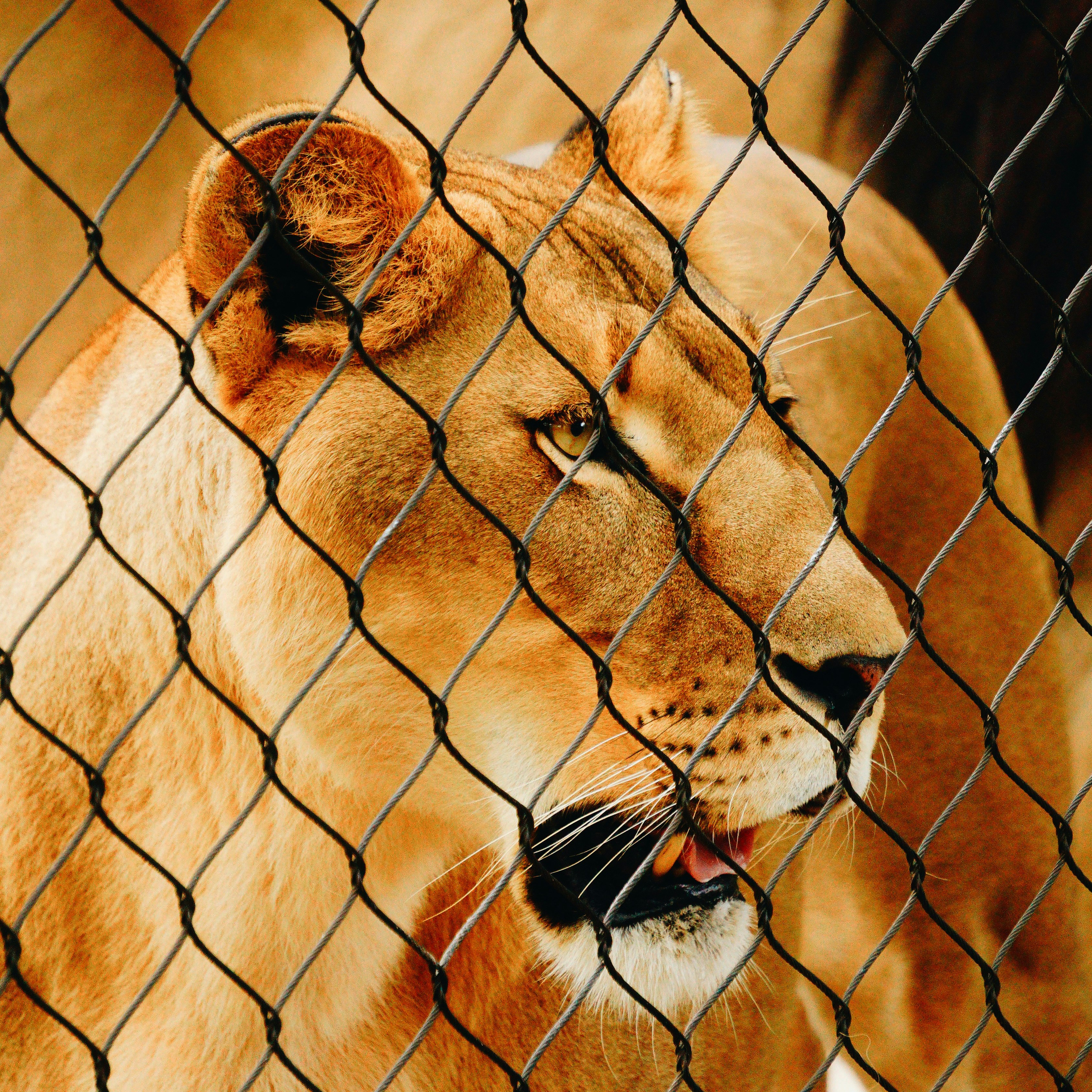 Case Study - The Zoo Relocation Project —  Concepts in Action