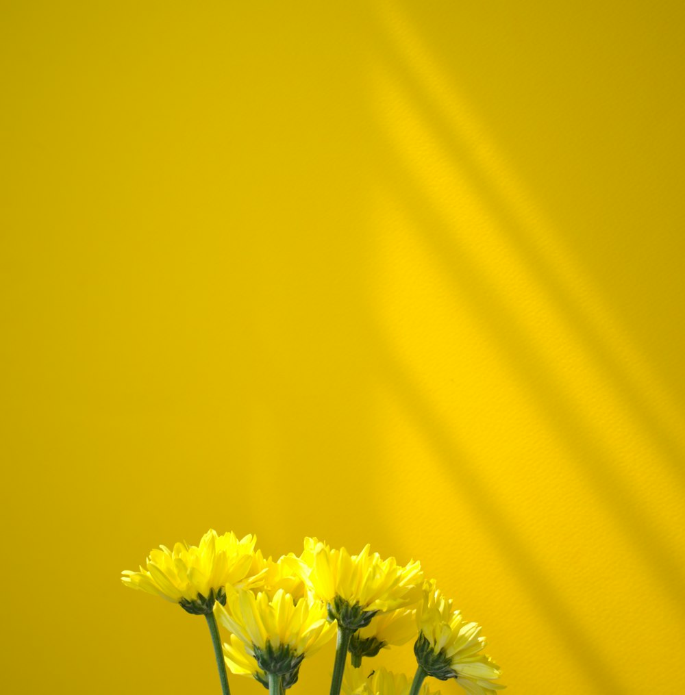 three yellow flowers in a vase against a yellow wall