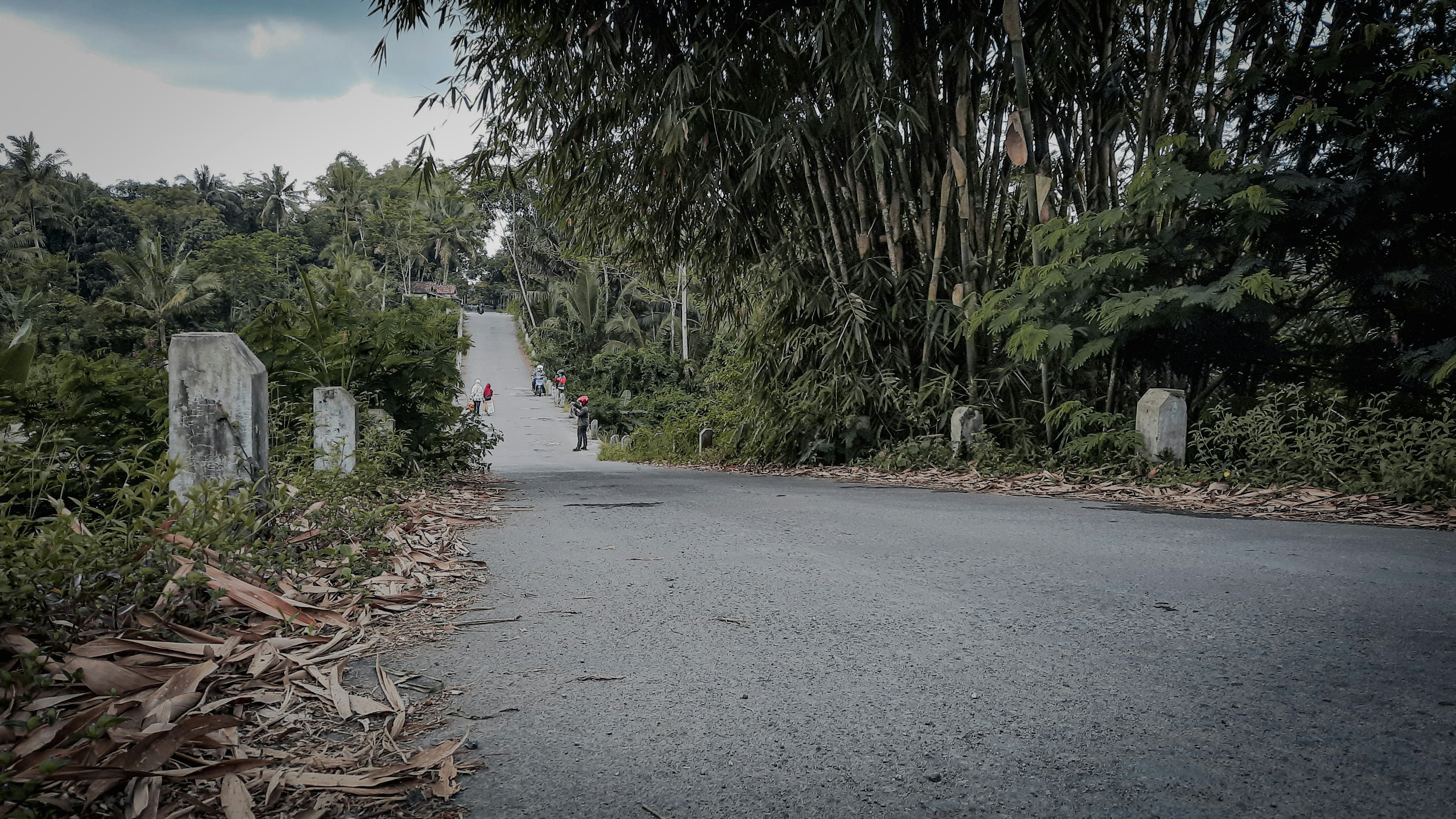 a road with a bunch of trees on both sides of it