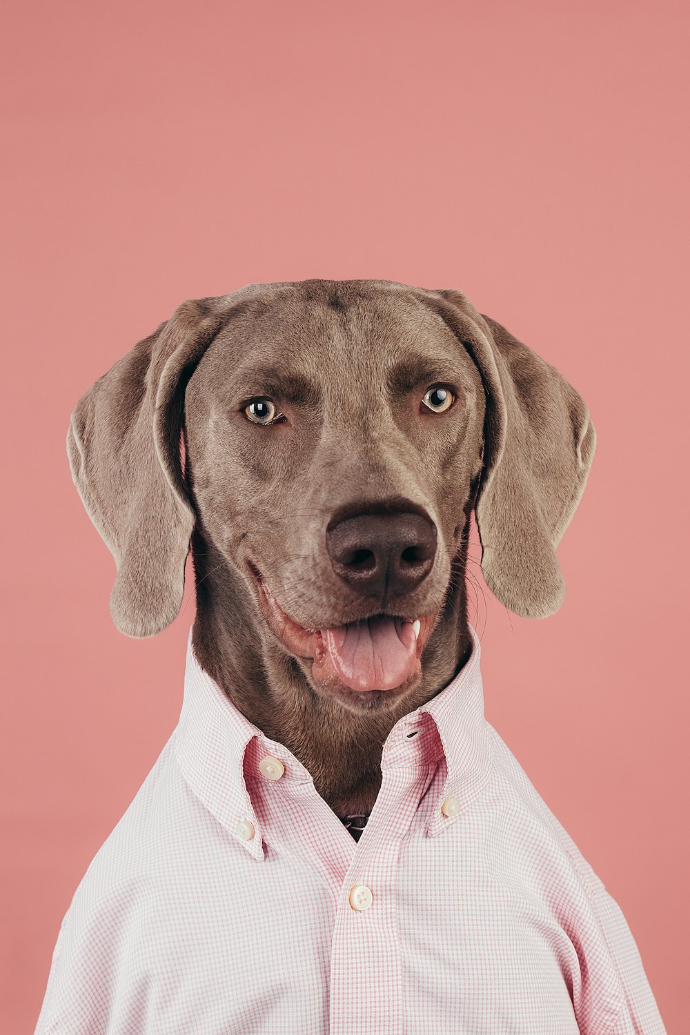 a brown dog wearing a white shirt and a pink background