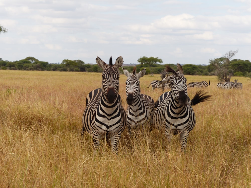 three zebras standing in a field of tall grass