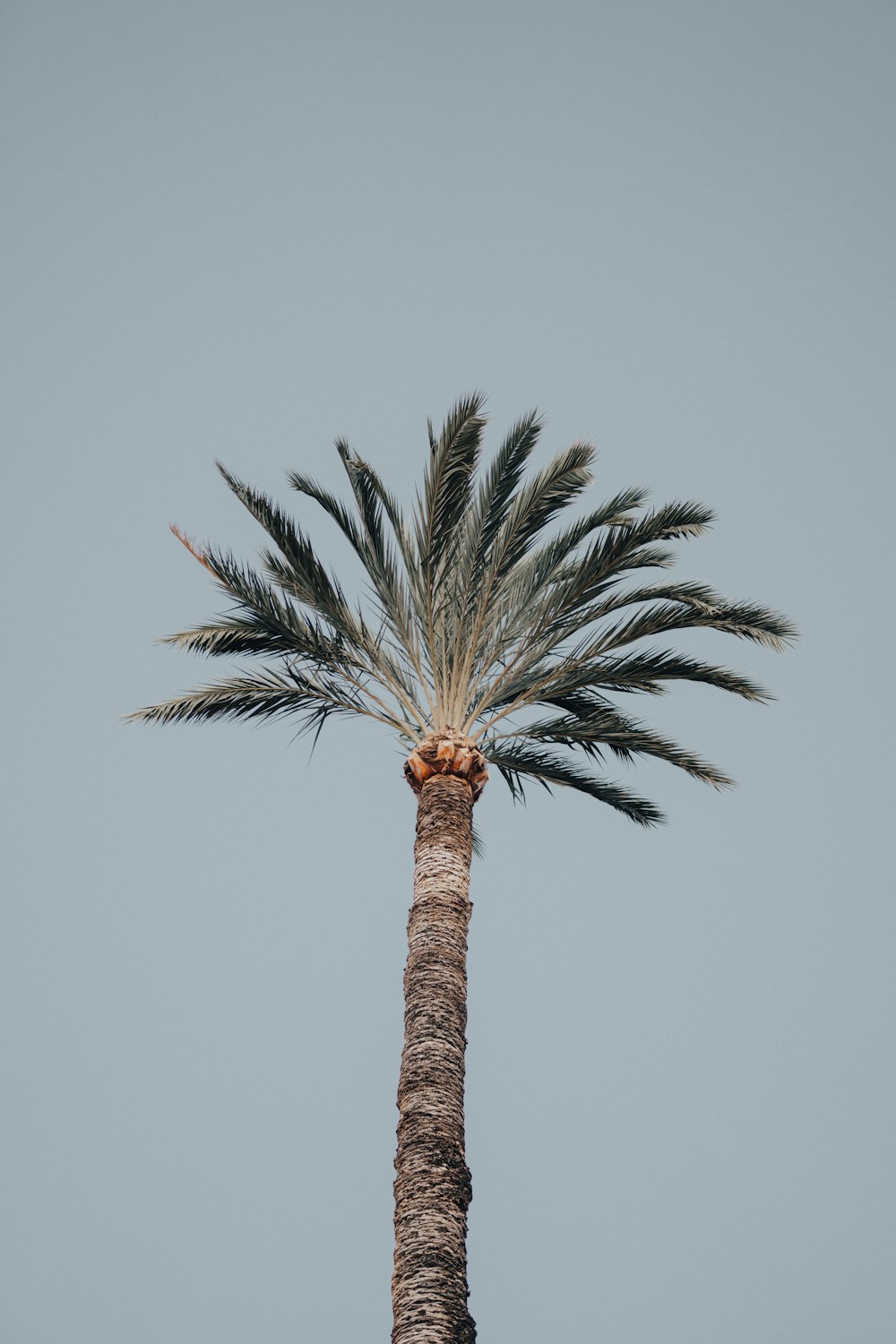 a palm tree with a blue sky in the background