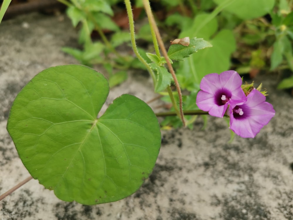 a purple flower sitting on top of a green leaf