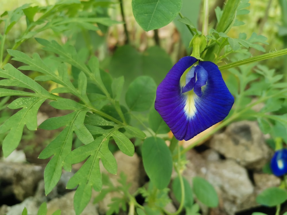 a purple flower with a blue center in a garden