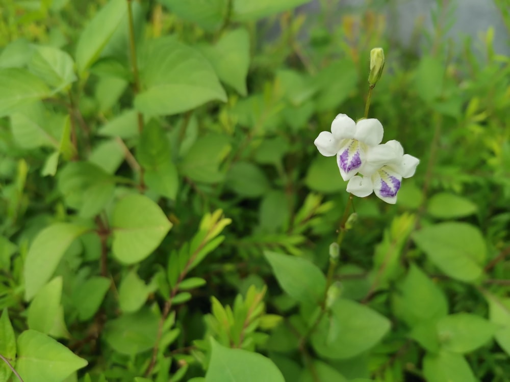 a white flower with a purple center surrounded by green leaves