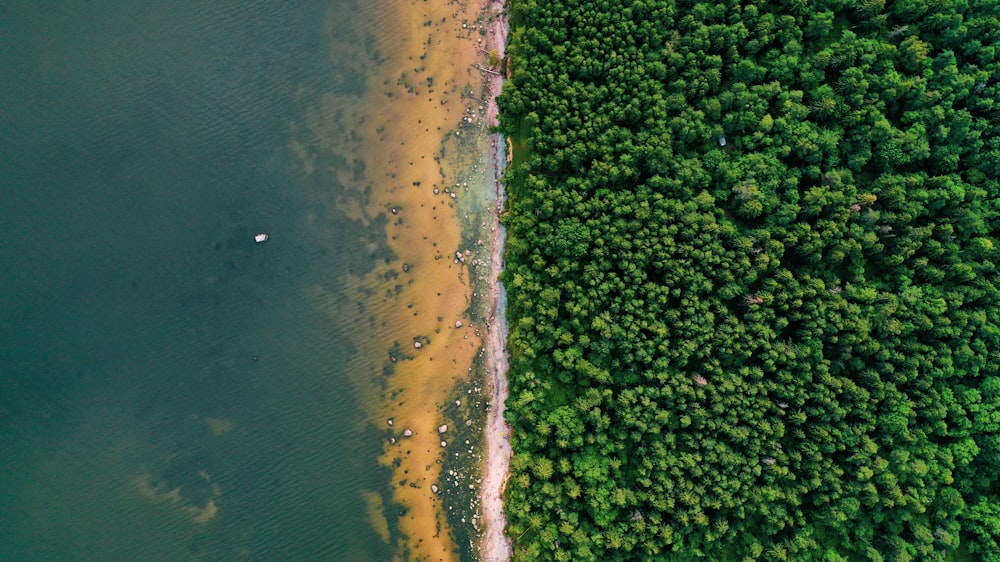 an aerial view of a beach and trees