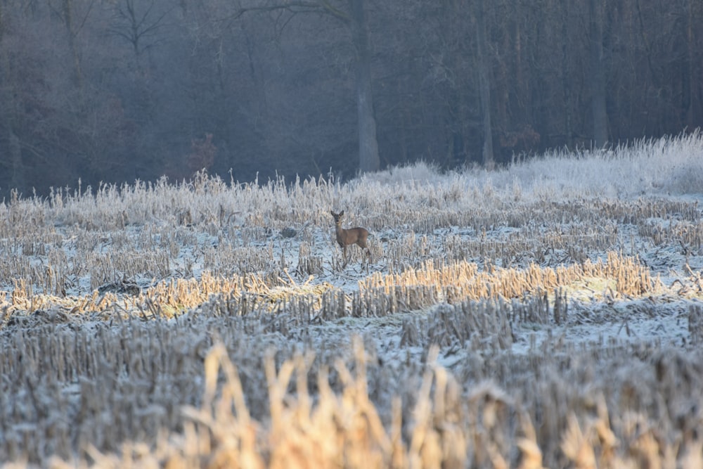 a deer standing in a field covered in snow