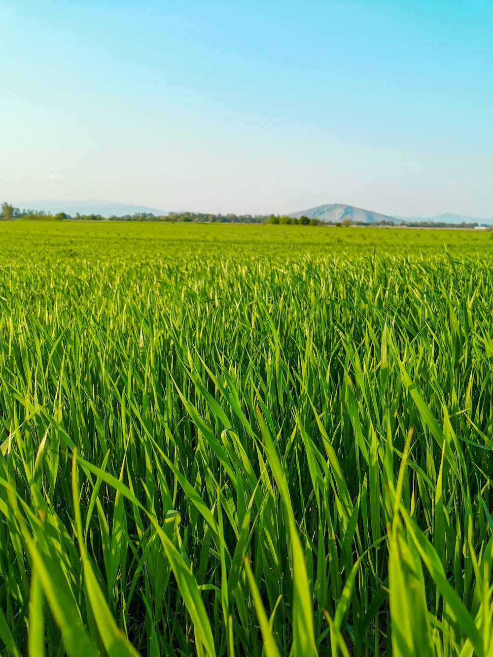 a field of green grass with mountains in the background